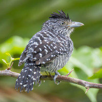 Barred Antshrike